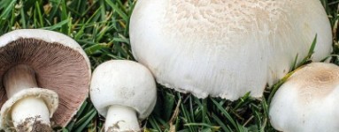 Agaricus